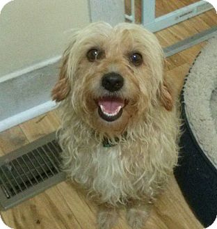 yorkie cocker spaniel