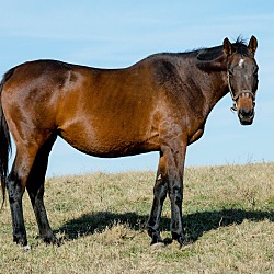 Thumbnail photo of Katrina-companion horse #2