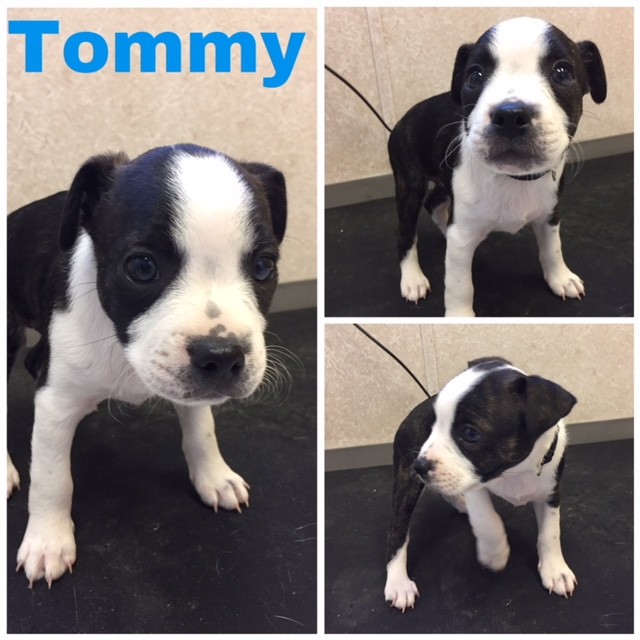 Denver Co Boston Terrier Meet Tommy A Pet For Adoption