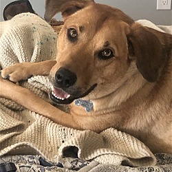Photo of Amber *adoption pending