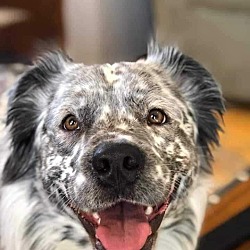 Photo of Blaze