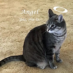 Thumbnail photo of ANGEL #3