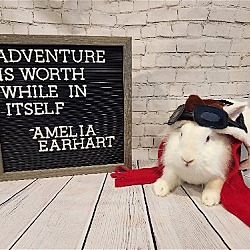 Thumbnail photo of Amelia Earhart #2