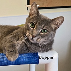 Thumbnail photo of Dapper #1