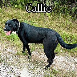 Thumbnail photo of Callie #1