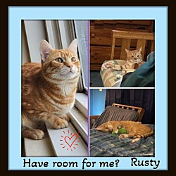 Thumbnail photo of Rusty - Loves Pets #1