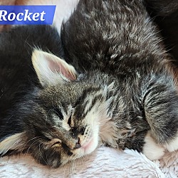 Thumbnail photo of Rocket - At Petco #2