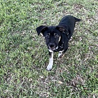 adopt-pet