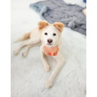 adopt-pet