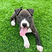 adopt a pet
