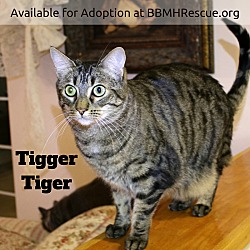 Thumbnail photo of Tigger Tiger #1