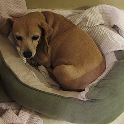 Thumbnail photo of Gretel - Adopted #3