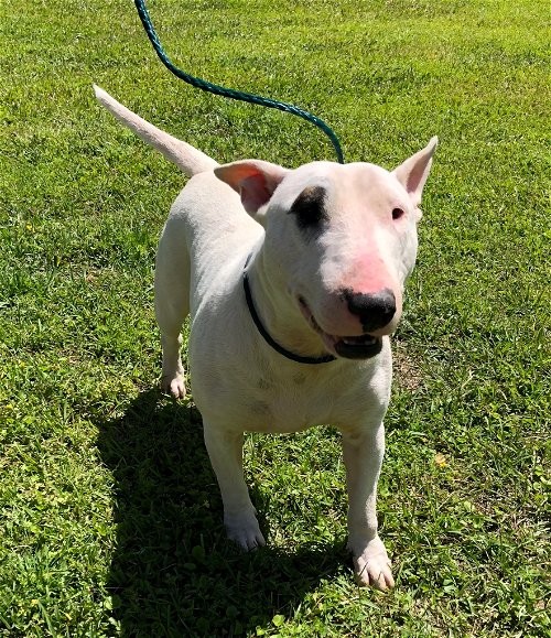 what breed is the target dog