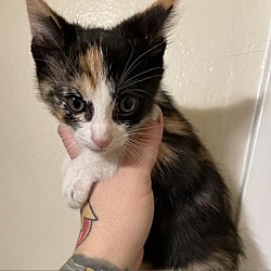 Thumbnail photo of Twyla #3