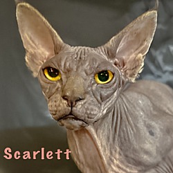 Photo of Scarlett (Violet) PENDING