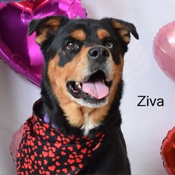 Photo of Ziva