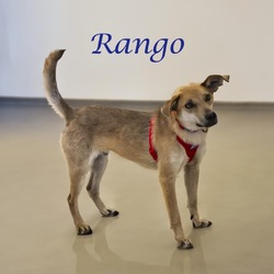 Thumbnail photo of Rango (D24-062) #3