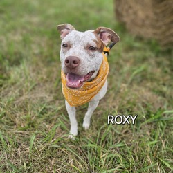 Thumbnail photo of Roxy #1