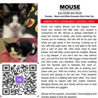 adopt a pet