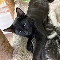 adopt-pet