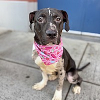 adopt a pet