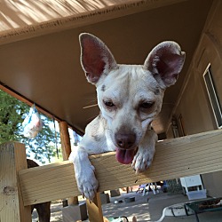 Thumbnail photo of Peanut: adoption pending #3