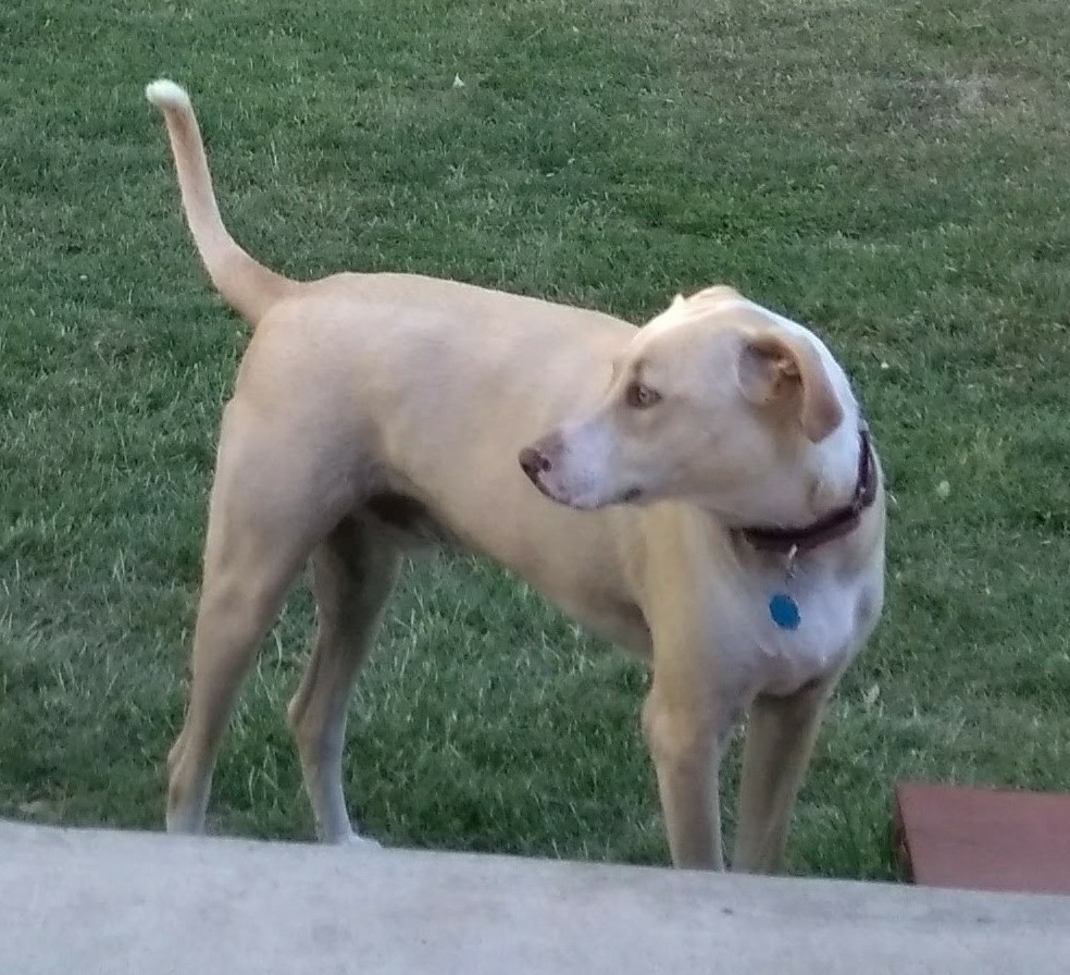 Adopt Ruger a Tan/Yellow/Fawn with White Blue Lacy/Texas Lacy