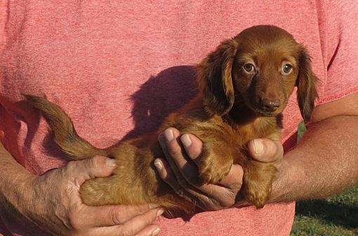 Dachshund Puppies For Adoption In Pa