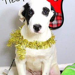 Thumbnail photo of Tizzy~adopted! #3