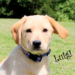 Thumbnail photo of Luigi~adopted! #2