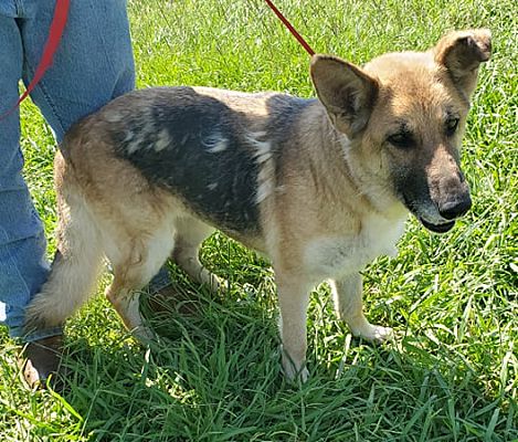 Beaumont, TX - German Shepherd Dog. Meet MAWMAW a Pet for Adoption ...