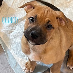 Thumbnail photo of QUINCEY #2