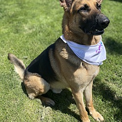 Photo of Ace