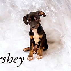 Thumbnail photo of Hershey #1
