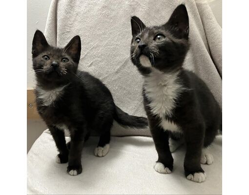 Kittens Derry Nh