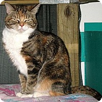 Available Pets At Cozy Cat Cottage Adoption Center In Powell Ohio