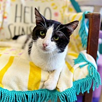 adopt a pet