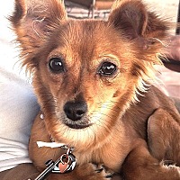 adopt-pet
