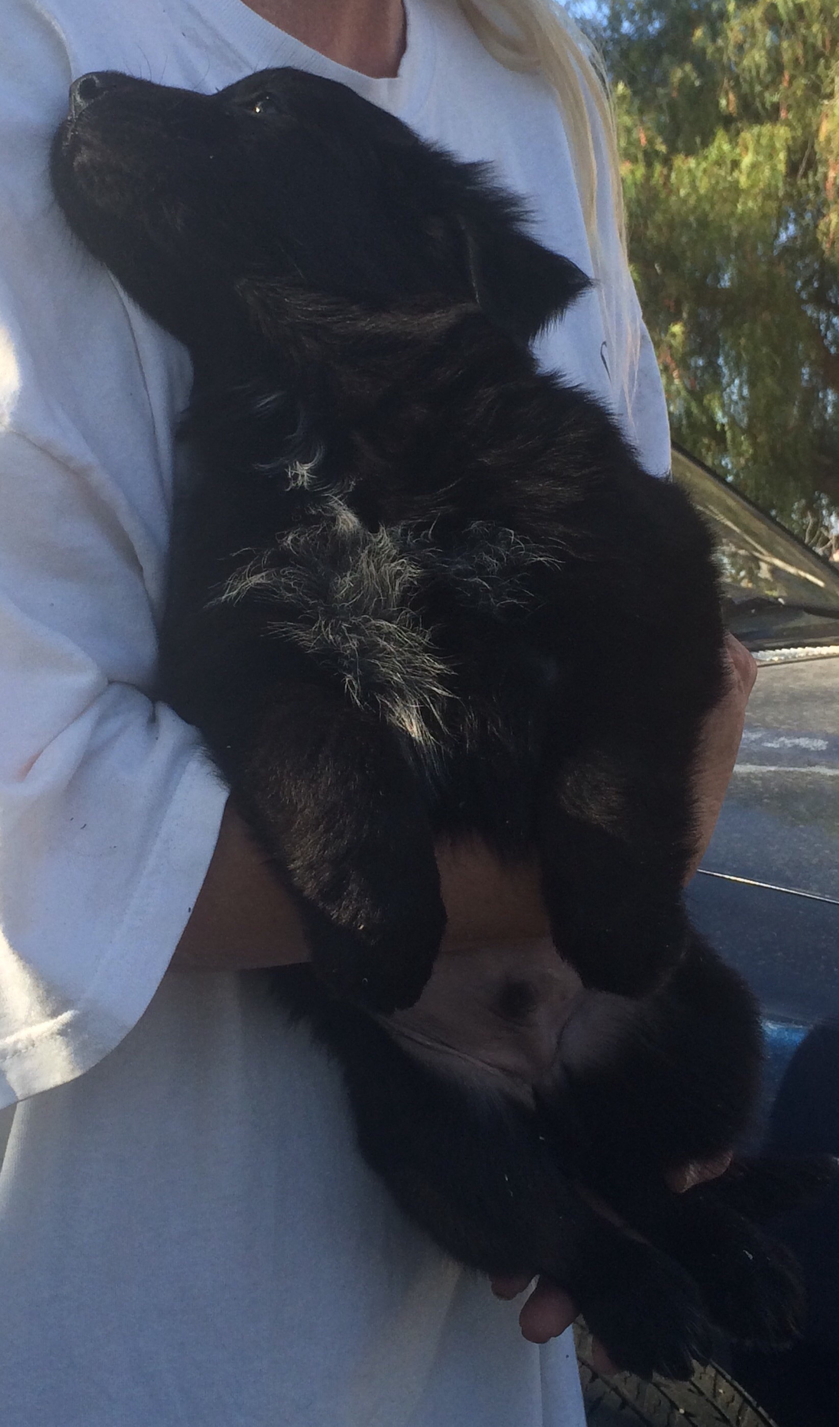 Temecula Ca Labrador Retriever Meet Puppy Girl A Pet For Adoption
