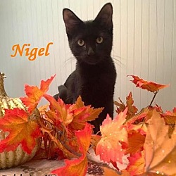 Thumbnail photo of Nigel - Adopted January 2017 #1