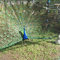 Thumbnail photo of Peacocks(M&F) #1
