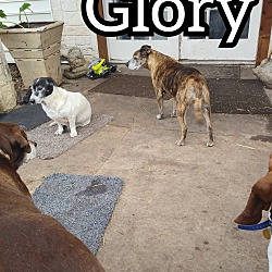 Photo of Glory