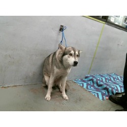 Photo of HAZEL