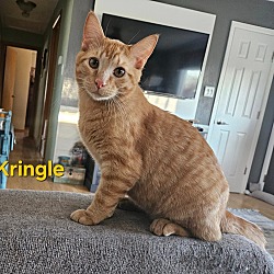 Thumbnail photo of Kringle #1