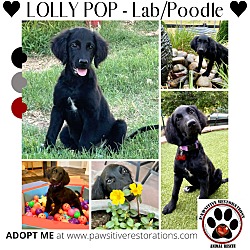 Photo of LOLLY-POP