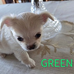 Thumbnail photo of Chihuahua Puppies #1