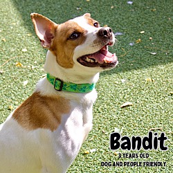 Thumbnail photo of Bandit #1