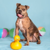 adopt a pet