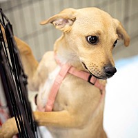 adopt a pet