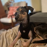 adopt a pet